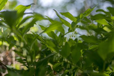 Mührüsüleyman odoratum Beyaz orman çiçek çiçeklenme ilkbahar yabani bitki yeşil ile kök üzerinde bırakır.