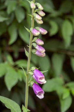 Digitalis purpurea Mor çiçekli otsu bitki, bloom ve tomurcuklar çiçeklenir Grup