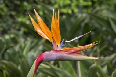 Turuncu mavi yeşil çiçek açan çiçekler şaşırtıcı STERLİÇYA Viktorya
