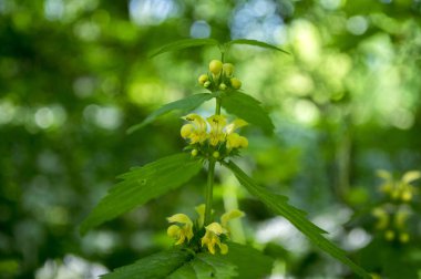 Lamium galeobdolon çiçek açtı