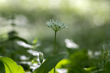 Beyaz allium ursinum otsu çiçek ve yaprakları bulanık arka planda gürgen ormanı, güzel ve sağlıklı bahar ayı sarımsak otlar grubu