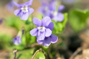 Viola odorata bloom, menekşe mor çiçekli bitki bahar çayır üzerinde vahşi küçük çiçek