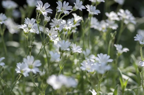 Cerastium Tomentosum Çiçek Güneş Işığı Yeşil Zemin Üzerine Beyaz Çiçekli — Stok fotoğraf