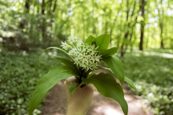Bunch White Allium Ursinum Herbaceous Flowers Leaves Hands Hornbeam Forest — Stock Photo, Image