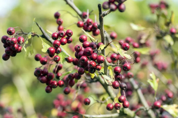 Crataegus Laevigata Frutos Rojos Madurados Ramas Naturaleza Otoñal — Foto de Stock