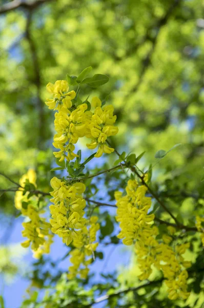 Laburnum Anagyroides Ornamentales Ramas Arbusto Amarillo Flor Contra Cielo Azul — Foto de Stock