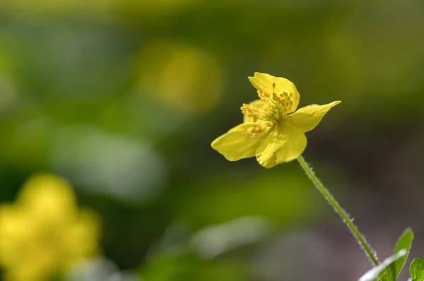 Anemone Ranunculoides Spring Yellow Flowers Bloom Wild Flowering Plant — Stock Photo, Image