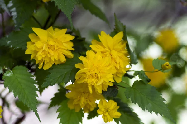 Kerria Japonica Pleniflora Cultivar Flor Chamados Botões Solteiros Flores Amarelas — Fotografia de Stock