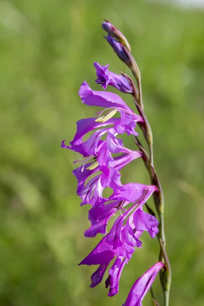 Gladiolus Imbricatus Lys Épée Plante Fleurs Corporeuses Vivace Fleurs — Photo