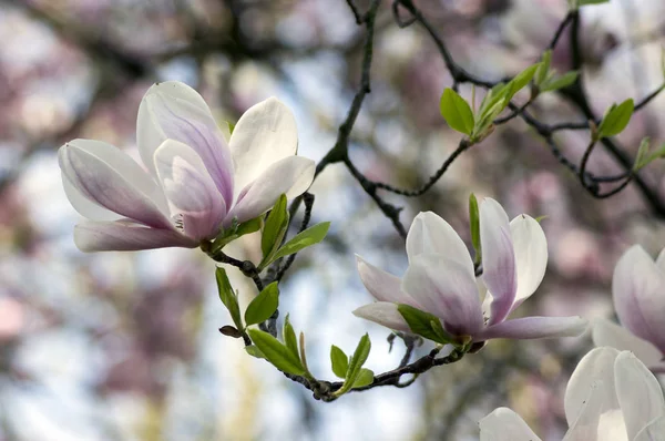 Magnolia Soulangeana Называется Блюдце Магнолия Цветущее Весеннее Дерево Красивым Розовым — стоковое фото