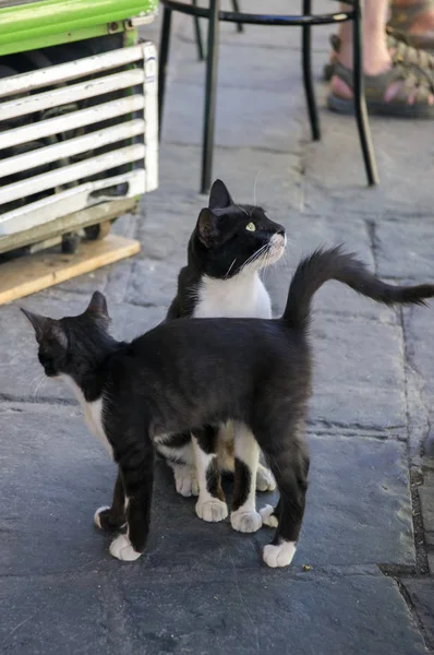 Grecki Czarno Biały Kot Kotek Błagający Jedzenie Ładna Scena — Zdjęcie stockowe
