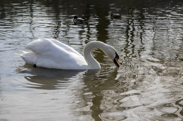 Oder Nehri Yüzme Içme Beyazlara Büyük Kuşları Kuşlarla Bir Kuğu — Stok fotoğraf
