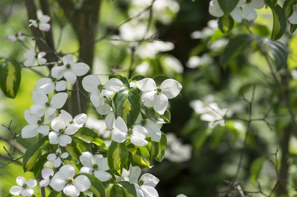 Cornus Kousa Okrasné Krásné Kvetoucí Keř Jasně Bílé Květy Čtyřmi — Stock fotografie