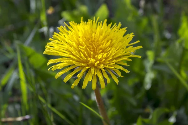 Tek Sarı Karahindiba Karahindiba Officinale Çiçek — Stok fotoğraf