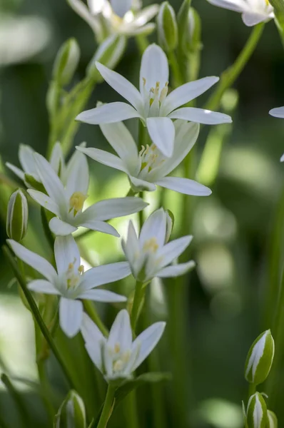 オーニソガラム初期生育草ユリ満開 小さな装飾用および野生の白い大地が球根草花 — ストック写真