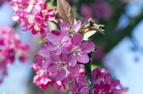 Malus Royalty Manzano Ornamental Primavera Flores Rosa Púrpura Las Ramas — Foto de Stock