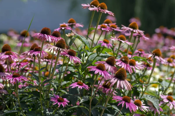 紫锥菊开花植物 东方紫色金光菊盛开 花园中的 Coneflowers — 图库照片