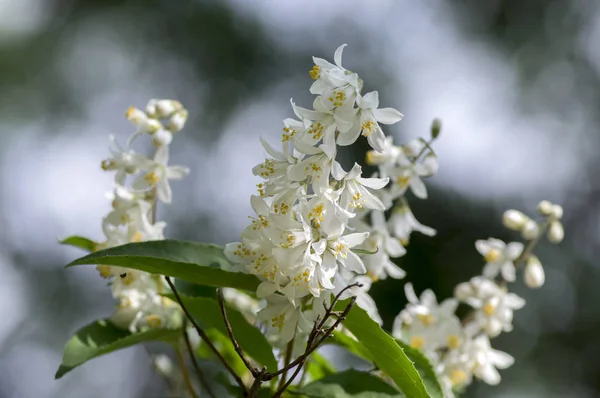 Deutzia Gracilis Fehér Virág Virágzik Gyönyörű Virágos Díszítő Cserje Levelei — Stock Fotó