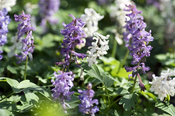 Corydalis Cava Principios Primavera Flores Silvestres Flor Violeta Blanco Suelo — Foto de Stock