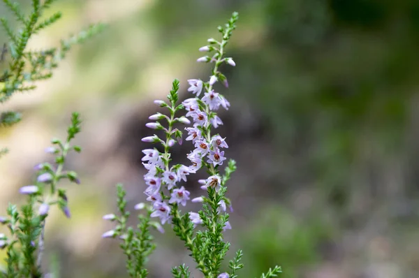 Calluna Vulgaris Pequeño Arbusto Perenne Flor Llena Pequeñas Flores — Foto de Stock