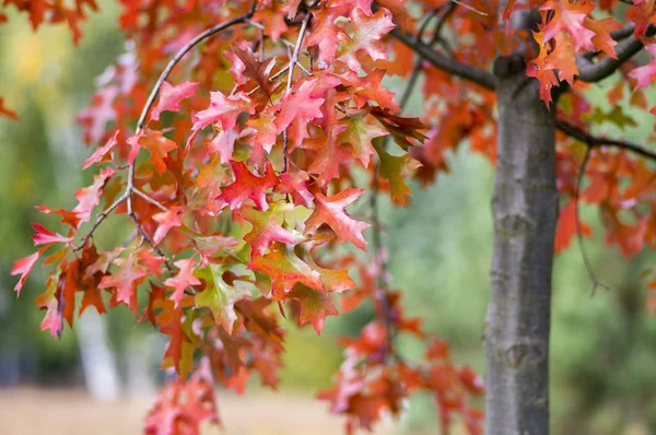 Quercus Coccinea Hojas Rojas Durante Temporada Otoño Árbol Ornamental Color — Foto de Stock