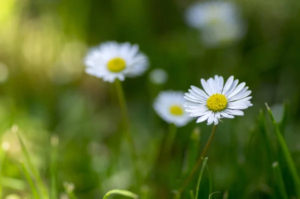 Bellis Perennis Flowers Bloom Lawn Full Daisies Wild Beautiful Small — Stock Photo, Image