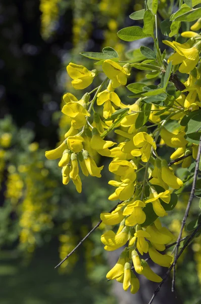 Laburnum Anagyroides Branches Arbustes Jaunes Ornementales Fleurs — Photo