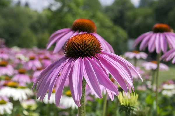 Echinacea Purpurea Východní Třapatka Nachová Květu Pole Astry — Stock fotografie