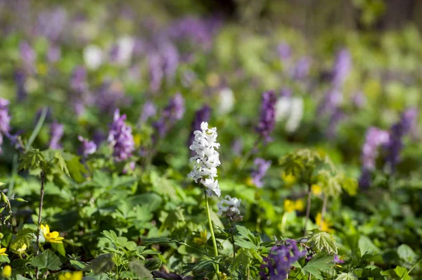 Corydalis Cava Principios Primavera Flores Silvestres Flor Violeta Blanco Suelo — Foto de Stock