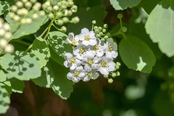 Spiraea Cantoniensis Arbusto Flores Ornamentais Com Flores Brancas Ramos Spiraea — Fotografia de Stock