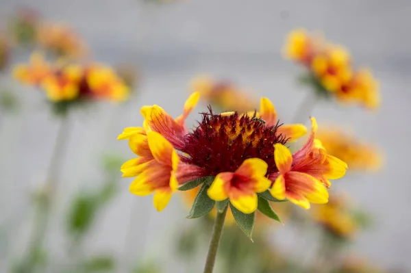 Gallardia Aristata Красно Желтый Цветок Цвету — стоковое фото