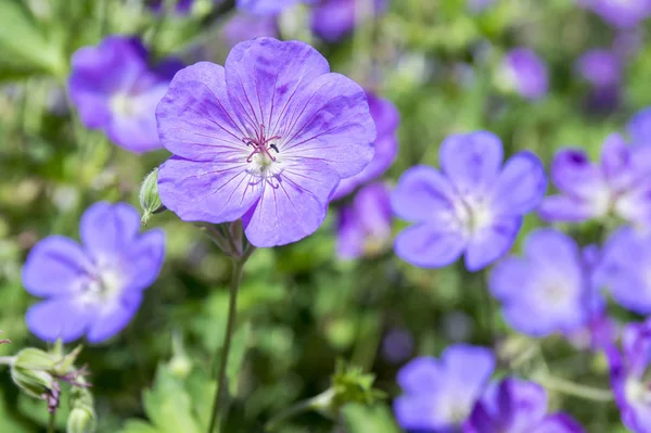 Kraniche Gruppe Von Blumen Geranium Rozanne Blüte — Stockfoto