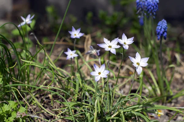 Ipheion Uniflorum Spring Bulbous Plants Bloom Group Light Blue White — Stock Photo, Image