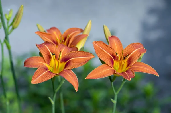 Hemerocallis Fulva Dia Ornamental Flor Lírio Flor Parque Planta Floração — Fotografia de Stock