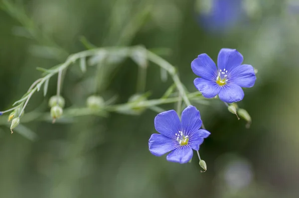 Linum Lewisii Çok Yıllık Süs Güzel Çiçekler Parlak Mavi Çiçekli — Stok fotoğraf