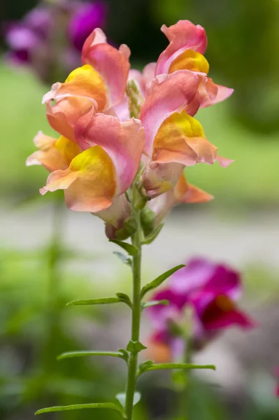 Antirrhinum Majus Snapdragon Commun Fleur — Photo