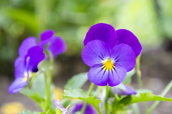 Viola Wittrockiana Garden Pansy Bloom — Stock Photo, Image