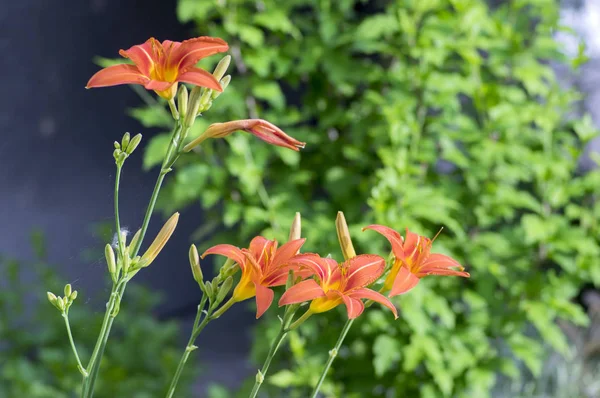 Hemerocallis Fulva Zierlilie Blüht Park Zierpflanze Mit Orangefarbenen Blüten Und — Stockfoto