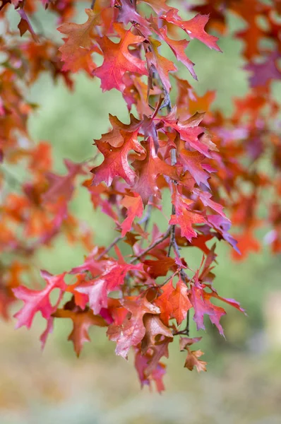 Quercus Coccinea Feuilles Rouges Automne Arbre Ornemental Couleur Saisonnière — Photo