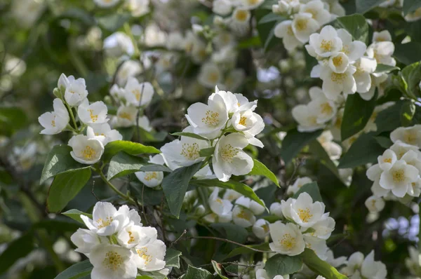 Фальшивый Жасмин Цвету Декоративный Белый Цветок Ветке Кустарника Зеленые Листья — стоковое фото