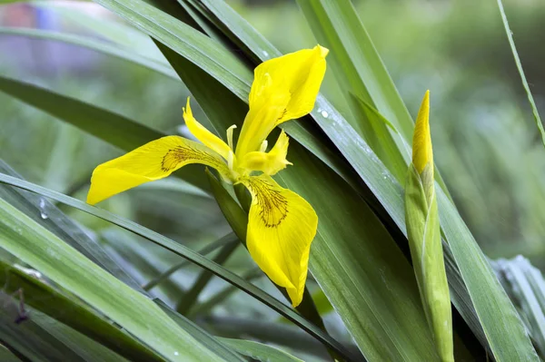 Iris Pseudacorus Voller Blüte Wilde Blumen — Stockfoto