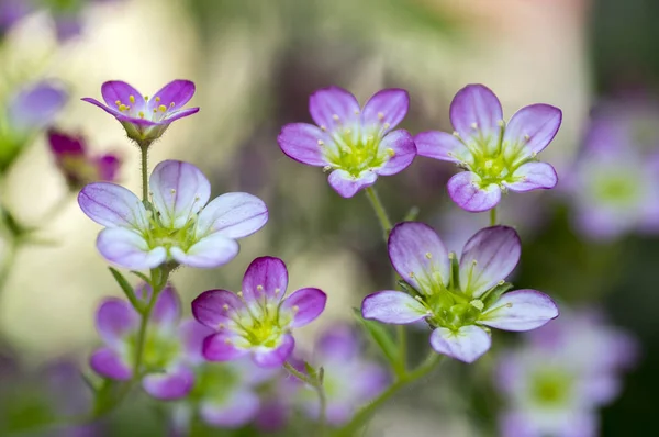 Saxifraga Arendsii Flor Montanha Ornamental Floração Rosa Pequena Planta Chão — Fotografia de Stock