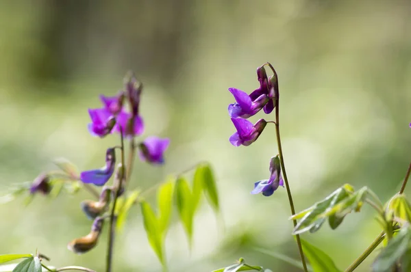 Lathyrus Vernus Flor Flor Vechling Primavera Temprana Con Floración Las —  Fotos de Stock