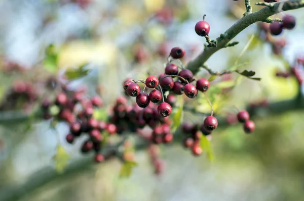 Hloh Obecný Červený Uzrálé Ovoce Větvích Podzimní Příroda — Stock fotografie