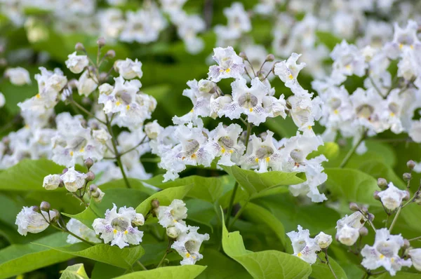 Catalpa Bignonioides Közepes Méretű Lombhullató Dísznövények Virágzó Csoportok Fehér Virágok — Stock Fotó