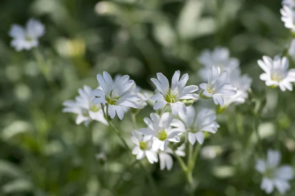 Cerastium Tomentosum Kvetiny Snow Summer Květu Skupinou Bílých Kvetoucích Rostlin — Stock fotografie