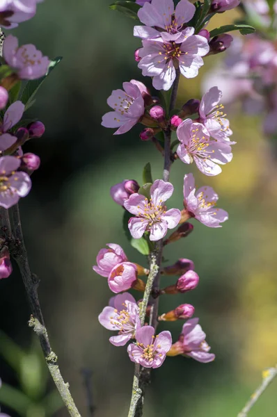 Jaro Světle Růžový Strom Prunus Tenella Květu Malé Kvetoucí Květy — Stock fotografie