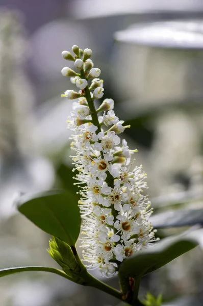 Prunus Laurocerasus Busken Blommar Med Små Vita Blommor Gröna Blad — Stockfoto