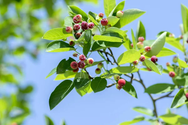 Amelanchier Ovalis Tasty Ripening Fruits Berries Serviceberries Branches Sunlight Blue — Stock Photo, Image