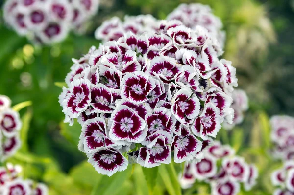 Dianthus Barbatus Blüht Dunkelviolette Blüten Mit Weißem Rand — Stockfoto